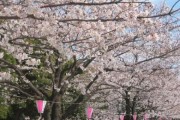 百家号：镰田大地：本田圭佑和镰田大地谁强