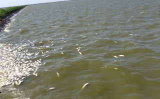 多鱼科技是干嘛的 春季水产病害多，新医“鱼博士”科技服务团鱼塘边上解难题