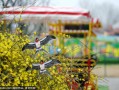 北京奥森科技有限公司 花游世界杯总决赛：“中国风”闪耀 东道主首日夺三金